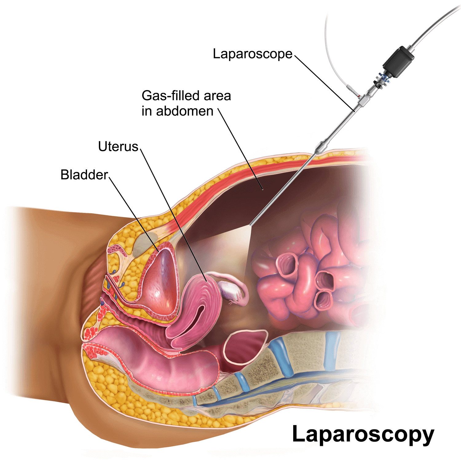 Dr. Zaheen Khan Urologist Purnia  | Dr. Sazda Salik Obstetrician & Gynocologist Purnia